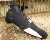 Les pigeons et les anti-pigeons 