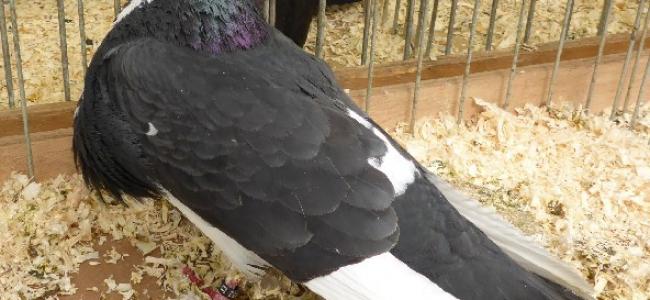Les pigeons et les anti-pigeons 