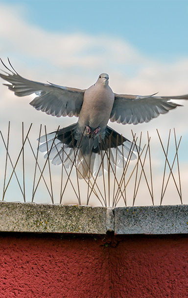 Protection anti-pigeons